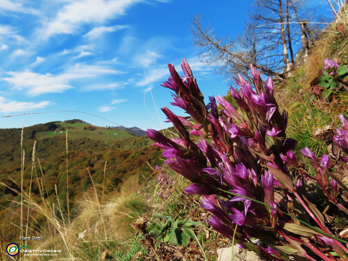 49 Gentianella anisodonta (Genzianella anisodonta) con vista verso la Sella.JPG